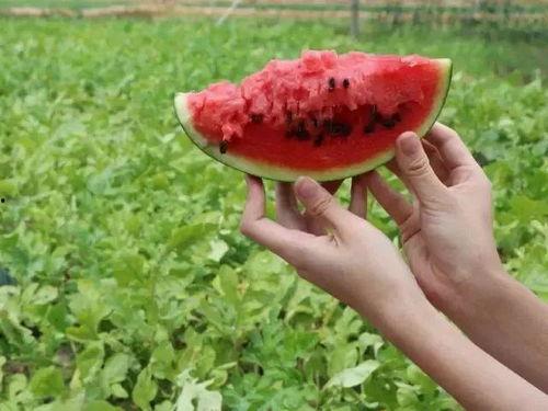 下沉广场打野吃瓜,揭秘街头文化新潮流