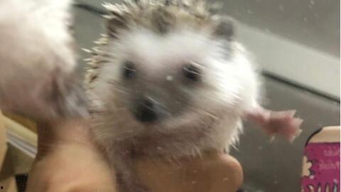 树下吃瓜的刺猬,一场意外的夏日奇遇