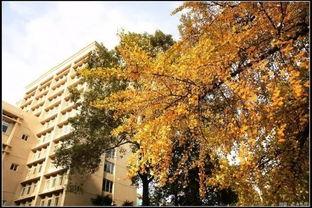 吃瓜成都银杏,吃瓜群众的休闲天堂