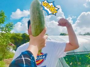 网红吃瓜游戏,揭秘娱乐圈幕后风云