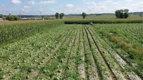 助农卖瓜吃瓜群众