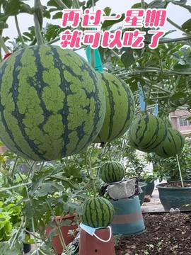 楼顶吃瓜,揭秘高空视角下的社区生活百态