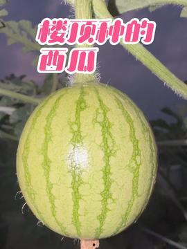 楼顶吃瓜,揭秘高空视角下的社区生活百态