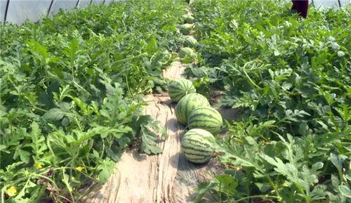 聊城最新吃瓜事件视频,视频揭秘惊人真相！